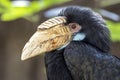 Wreathed hornbill Rhyticeros undulatus, also known as the bar-pouched wreathed hornbill, female