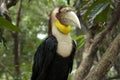 Wreathed hornbill