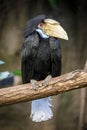 Wreathed hornbill Rhyticeros undulatus female Royalty Free Stock Photo