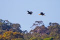 Wreathed hornbill(Rhyticeros undulatus)