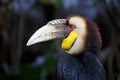 Wreathed hornbill Rhyticeros undulatus