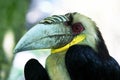 Wreathed Hornbill Rhyticeros Undulatus
