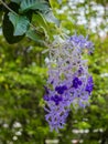 Purple wreath flower