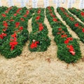 Wreaths in veterans cemetery