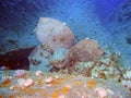 The wreck of the Cedar Pride in Aqaba