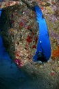 Scuba diver exploring shipwreck