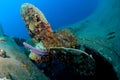 Wreck Hilma Bonaire