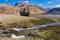 Wreck of the MV Dayspring with Loch Linnhe and Ben Nevis in view in the early afternoon