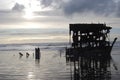 Wreck of the Peter Iredale Royalty Free Stock Photo