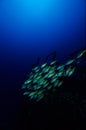 The Wreck of the Silver Star, Mauritius