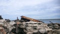 Wreck of the SS Minmi on Cape Banks Sydney in the Botany Kamay Bay National Park