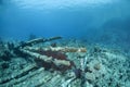 Wrecked remains of a shipwreck. Royalty Free Stock Photo