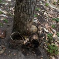 Wrecked triple trunk. Unusual old tree.