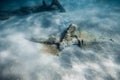 Wreckship underwater on sandy sea bottom Royalty Free Stock Photo