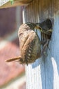 Wren bird feeding its chicks at man-made wooden nest box Royalty Free Stock Photo