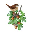 Wren bird on a oak tree branch. Watercolor painted illustration. Carolina wren perched on a oak twig with green leaves Royalty Free Stock Photo