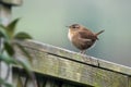 Wren