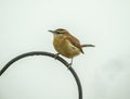 Wren Bird Perched On Top of Rod-Iron Pole Royalty Free Stock Photo