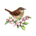 Wren bird with spring apple flowers. Watercolor illustration. Hand drawn realistic garden bird springtime image. Tiny