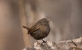 Wren birds beautiful insectivorous migration brown songbirds perch wild Riverside feathery eyes by