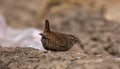 Wren birds beautiful insectivorous migration brown songbirds perch wild Riverside feathery