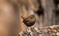 Wren birds beautiful insectivorous migration brown songbirds perch wild Riverside feathery eyes