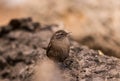 Wren birds beautiful insectivorous migration brown songbirds perch wild Riverside feathery