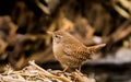 Wren birds beautiful insectivorous migration brown songbirds perch wild Riverside feathery