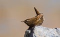 Wren birds beautiful insectivorous migration coffee color songbirds perch wild river feather eyes