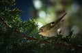 Kinglet on a branch Royalty Free Stock Photo