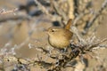 Wren on Branch / Troglodytes troglodytes