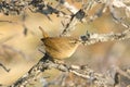 Wren on Branch / Troglodytes troglodytes Royalty Free Stock Photo