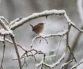 Wren framed by snowy branches Royalty Free Stock Photo