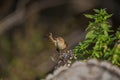 Wren with green plant Royalty Free Stock Photo