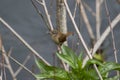 Wren with insects in a bush Royalty Free Stock Photo