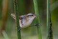 Wren like rushbird, in marsh environment, Royalty Free Stock Photo
