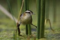 Wren like rushbird, in marsh environment Royalty Free Stock Photo