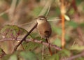 Wren looking into camera lens