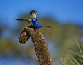 Wren lovers