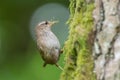 Wren nesting Royalty Free Stock Photo