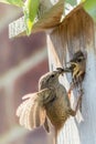 Wren parent bird feeding chicks at nest box. Nature image