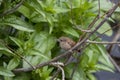 Wren with insects in a bush Royalty Free Stock Photo