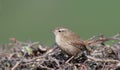 Wren perched on hedge Royalty Free Stock Photo