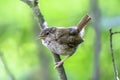 Wren perching on branch in briti Royalty Free Stock Photo