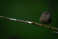 Wren perching on a branch in the evening