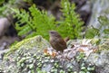 A wren perching on the rock Royalty Free Stock Photo