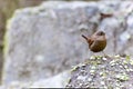 A wren perching on the rock. Royalty Free Stock Photo