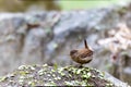A wren perching on the rock Royalty Free Stock Photo