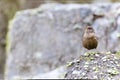 A wren perching on the rock Royalty Free Stock Photo