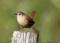 Wren perching on wooden post in sunlight